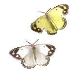 wp4227a9df.gif